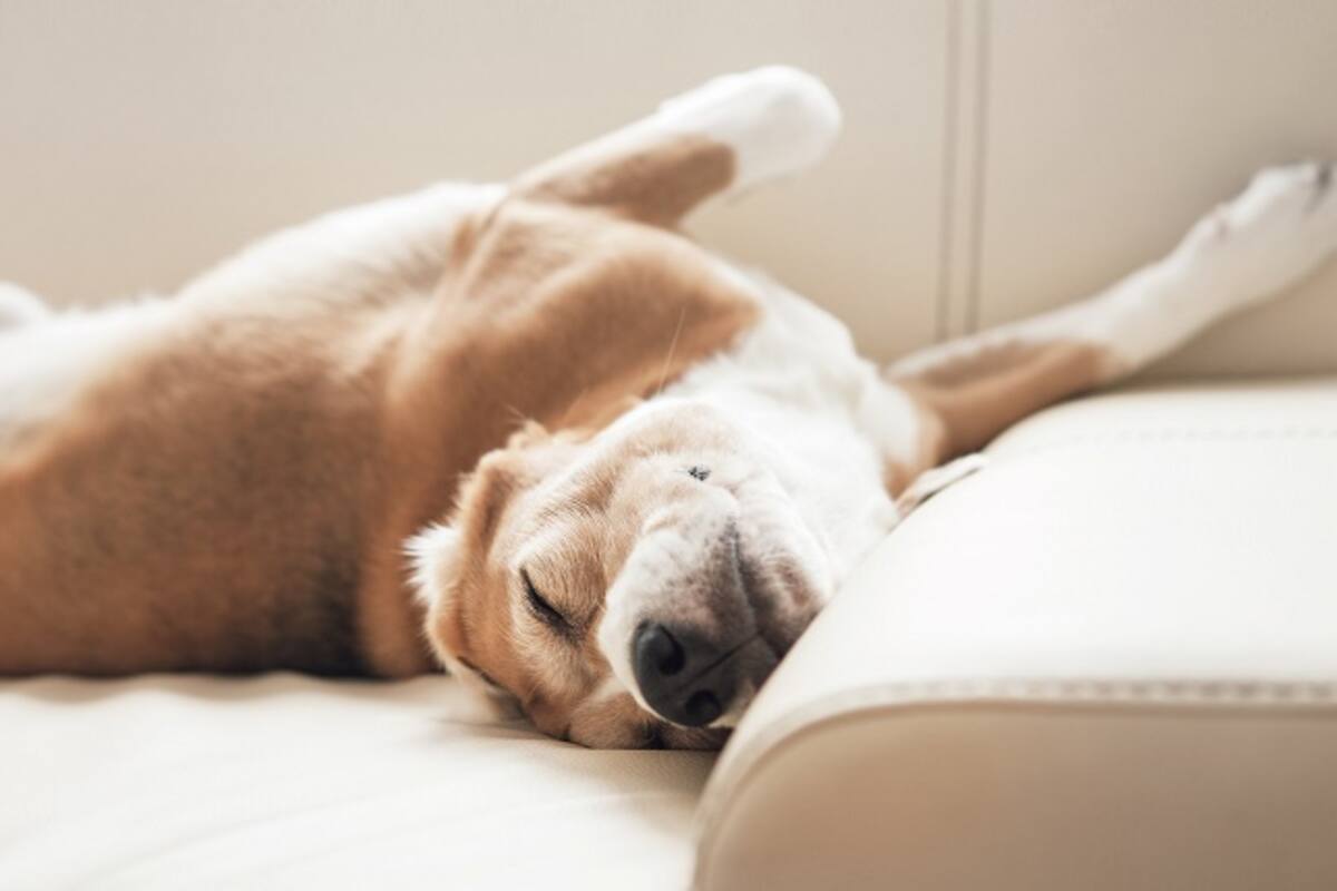 Al igual que sucede con los humanos, la causa de los ronquidos puede deberse a distintos factores y no solo a una predisposición genética