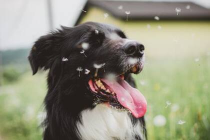 Al igual que sucede que los personas, la primavera puede despertar algunas alergias en las mascotas