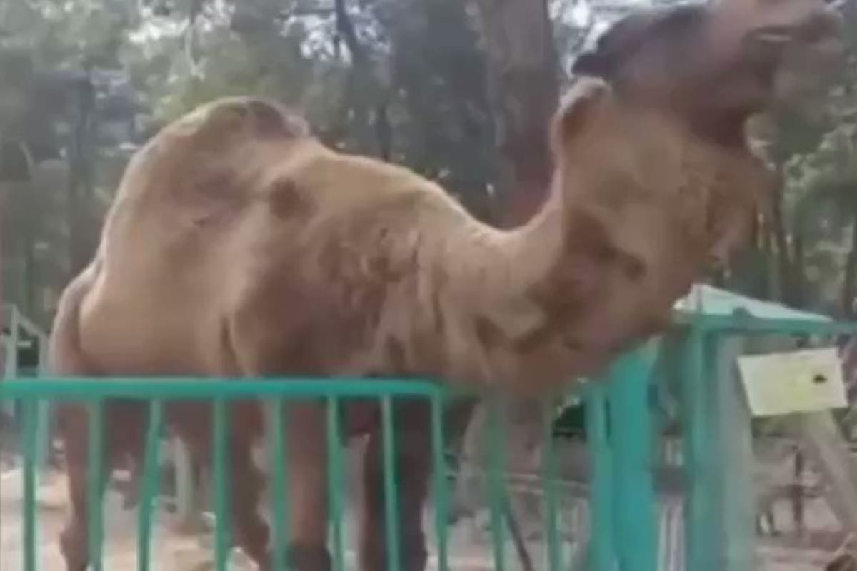 Al lugar llegó el personal de emergencia, quienes atendieron al pequeño (Foto: Twitter: @onediocom)