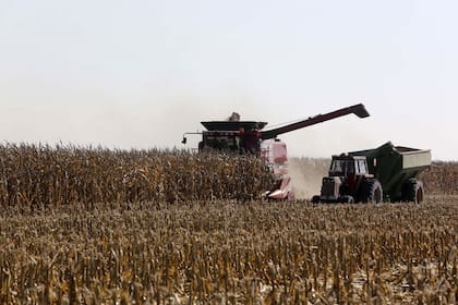 La superficie con maíz tardío podría ser la mitad del total previsto en la zona agrícola núcleo