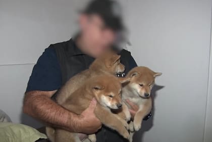 Al menos 18 perros de la raza shiba inu vivían en condiciones insalubres, hacinados y sin los cuidados necesarios