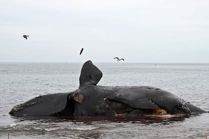 Al menos 30 ballenas francas australes muertas aparecieron en la costa del Golfo Nuevo y el santuario de Península Valdés en los últimos días
