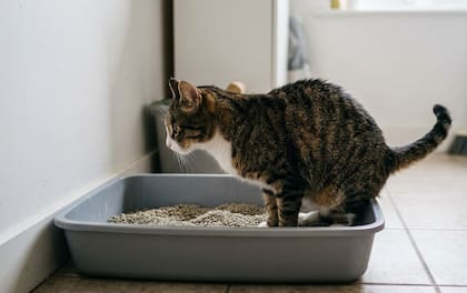 Al menos 40 gatos ya regresaron a sus hogares (imágen ilustrativa)
