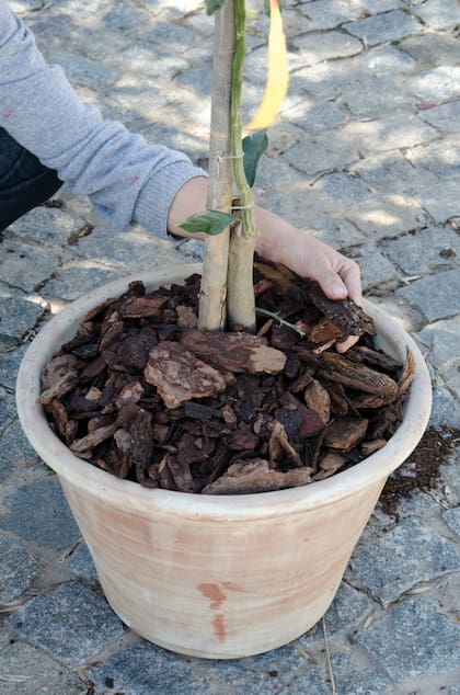 Al momento de elegir la maceta, es necesario tener en cuenta el tamaño final que tendrá la planta cuando crezca
