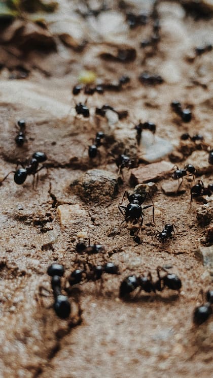 Al morir, las hormigas desprenden una feromona que es detectada por el resto en señal de alerta