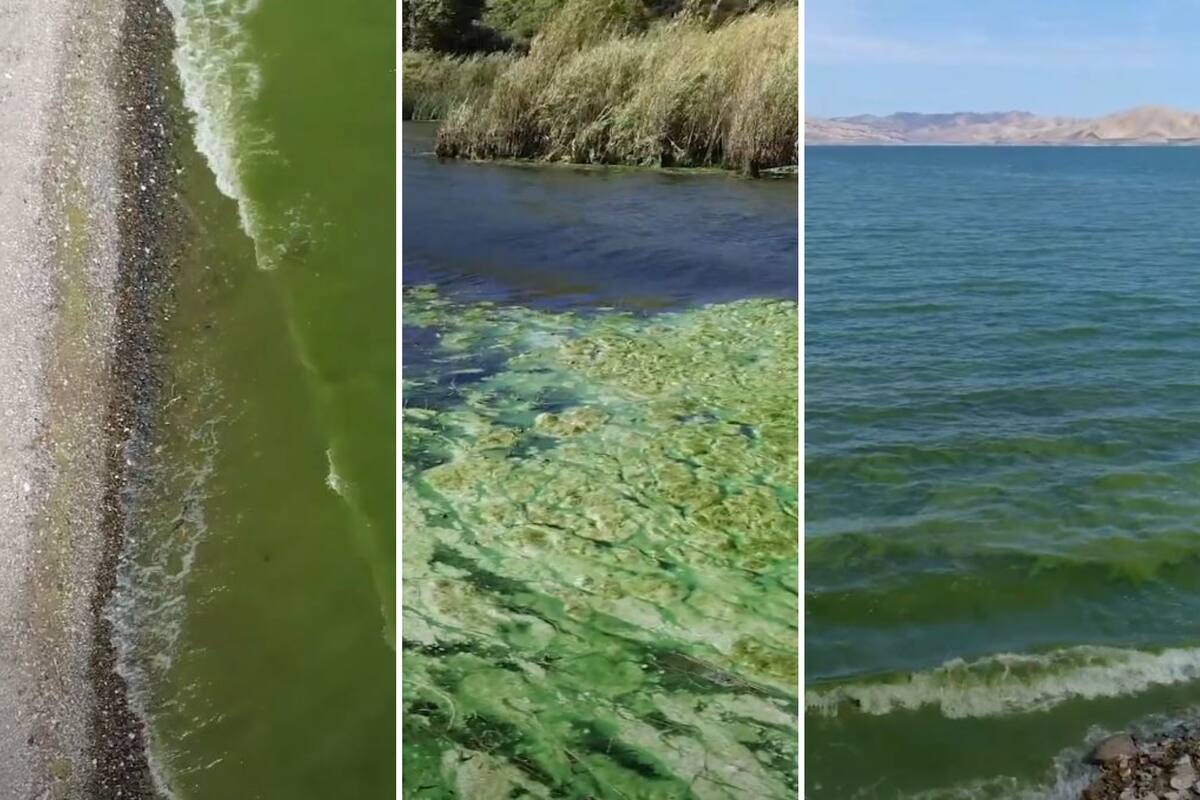Al norte de California, las autoridades alertaron sobre la proliferación de un alga cuya ingesta es perjudicial para la salud