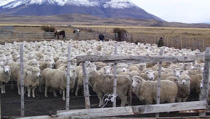 "Al perforar la barrera, hace rever esos convenios sanitarios y puede terminar en que no se pueda exportar más cordero, oveja y capón patagónico. En vez de corregir para arriba, corrigieron para abajo. Hay un enorme malestar de todas las federaciones de la Patagonia", advirtieron