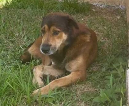 Al perrito abandonado lo bautizaron Salvatore