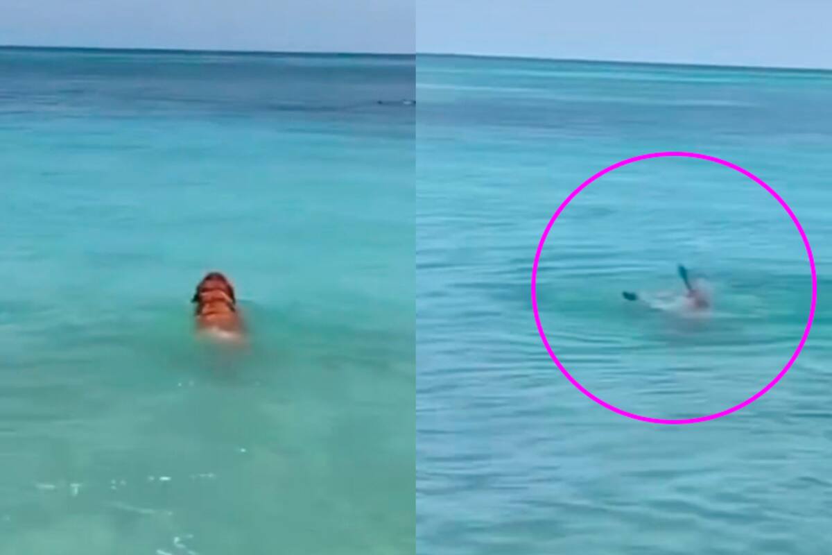 Al perro lo comparan con grandes deportistas. (Foto: ElPopular)