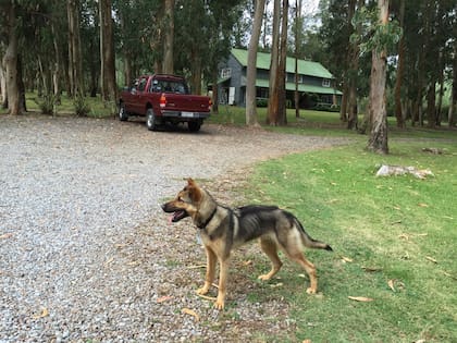 Al perro que Karina encontró en la playa se le podían contar las costillas de lo flaco que estaba.