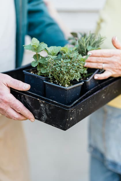Al plantar menta en tu jardín, tendrás siempre disponible esta planta para uso medicinal