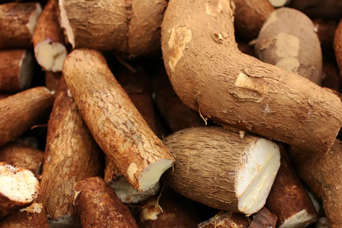 Al preparar la mandioca, es crucial hacerlo correctamente para eliminar compuestos naturales llamados cianogénicos