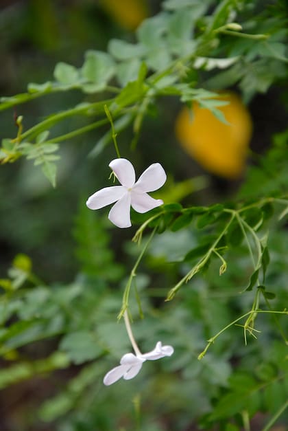 Al principio, el Jasminum officinale requiere que se ate a los soportes mediante un lazo elástico y flojo, y necesita especialmente cuidado de las hormigas.