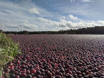 Al principio, la recolección de arándanos era muy laboriosa, ya que los agricultores y sus familias tenían que recolectar cada baya a mano