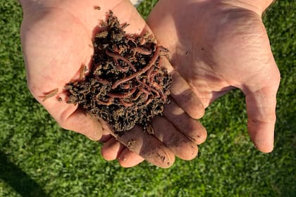 Al principio, tenían a la venta las lombrices californianas que aceleran la producción del compost hogareño