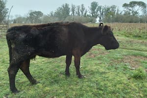 Al productor ganadero Marcelo Gianoli solo le queda una vaca denominada conserva y enfrenta dificultades para venderla por el cepo a la exportación