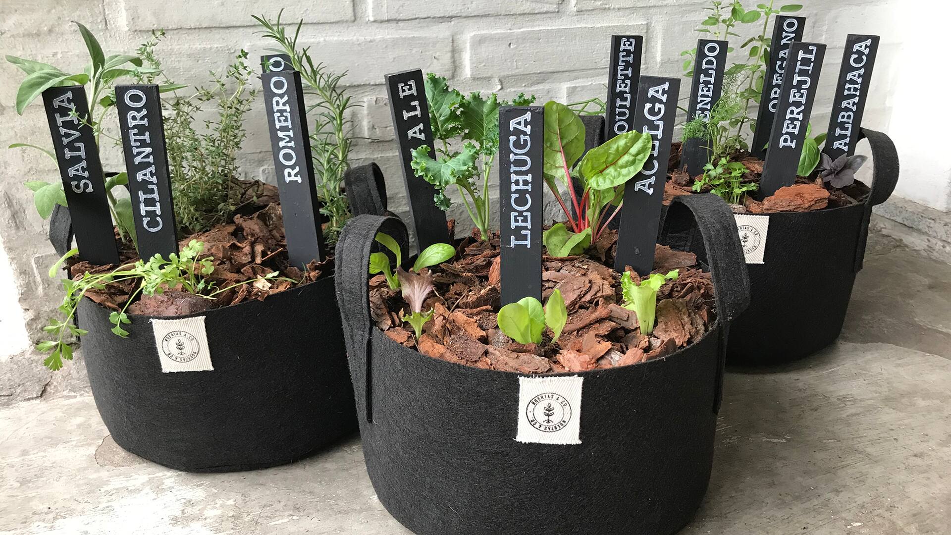 Al propagar tus propias plantas, la ausencia de fungicidas y otros agrotóxicos está garantizada