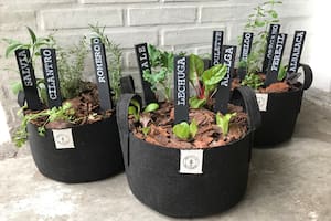 Al propagar tus propias plantas, la ausencia de fungicidas y otros agrotóxicos está garantizada