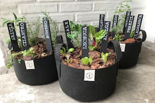 Aprendé a hacer tus propias plantas aromáticas a partir de estos simples consejos