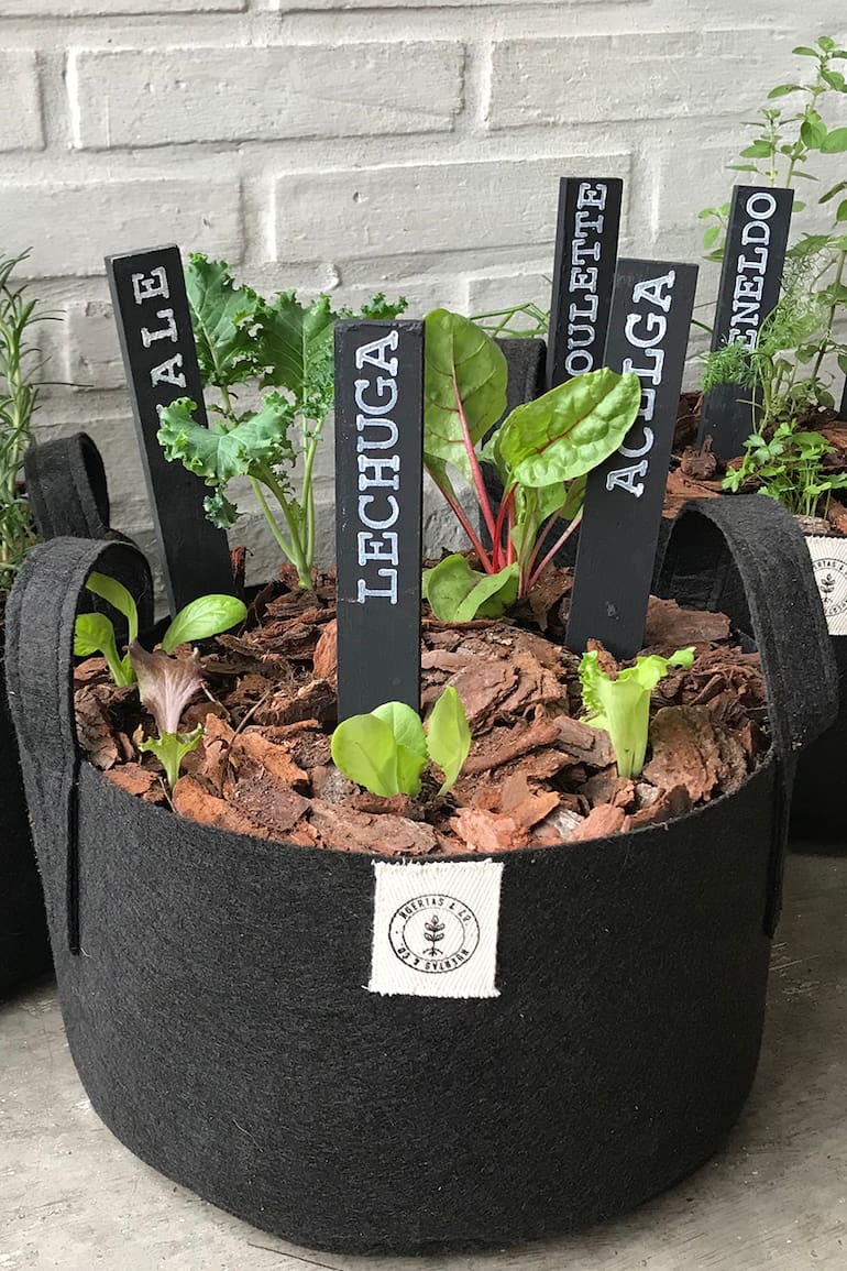 Al propagar tus propias plantas, la ausencia de fungicidas y otros agrotóxicos está garantizada