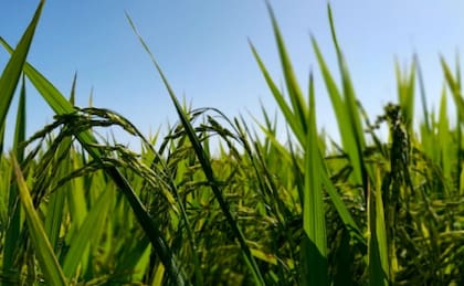 Al reactivar este “código original de la naturaleza”, consiguen que cultivos comerciales que normalmente mueren tras una cosecha puedan rebrotar temporada tras temporada a partir de una única siembra