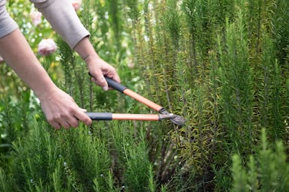 Al reducir su volumen, el romero activa un rebrote más compacto y aromático
