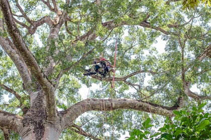 Al samaúma se lo llama también "árbol de la seda" porque la semilla está envuelta en una fibra que se usa para almohadones y colchones.