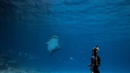 “Al ver la desconexión entre lo que la gente creía sobre los tiburones y cómo son realmente, sentí una gran responsabilidad y supe que quería dedicar mi vida a ayudar a la gente a comprender a los tiburones”, explicó Ocean Ramsey a LA NACION