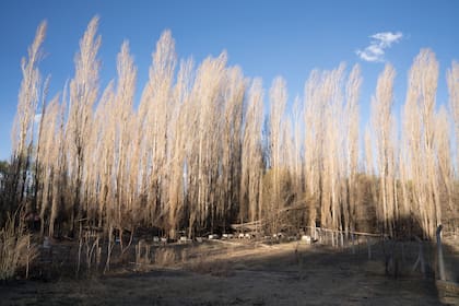 Alameda del bosque.