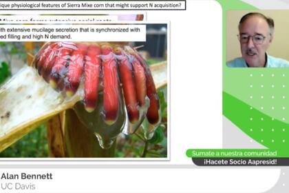 Alan Bennett, docente e investigador de la Universidad de California, en Estados Unidos, disertó sobre la importancia del nitrógeno (N) como nutriente esencial para las plantas