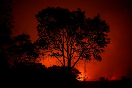 La magnitud de los incendios en el Pantanal preocupan a las ONG