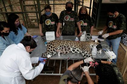 El Jaguar hembra, Amanaci, lastimada por los incendios