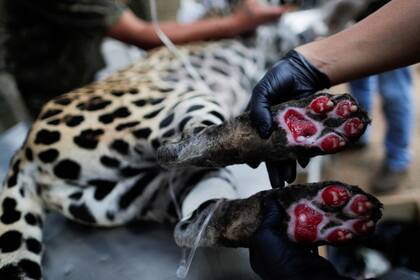 Las heridas del jaguar Amanci provocadas por los incendios