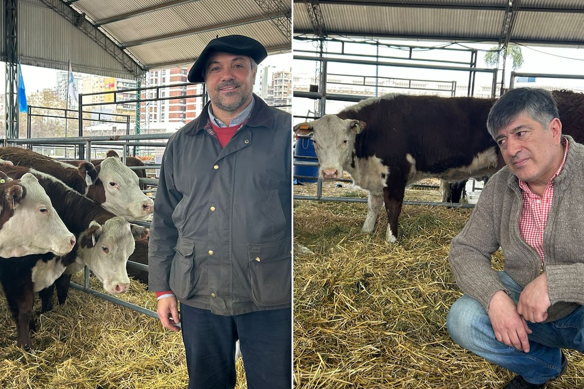 Alazard y Barría, los cabañeros de la raza Hereford que llegaron desde Tierra del Fuego a Buenos Aires