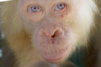 Alba fue encontrada en una jaula en mayo de 2017 lista para ser vendida