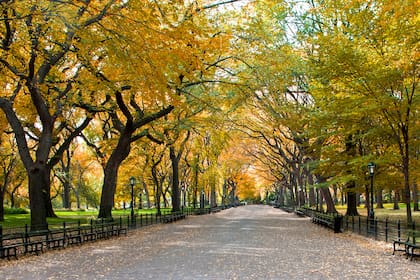 Albany, la capital estatal, experimenta un otoño significativamente más fresco que la ciudad costera, con temperaturas diurnas que bajan de 78 °F (26 °C) a 43 °F (6 °C) y noches que pueden alcanzar valores tan bajos como 18 °F (-8 °C) al aproximarse el invierno