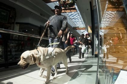 Alberto Calcagno fue el primero en tener un perro guía en Uruguay.Foto: Fernando Ponzetto.