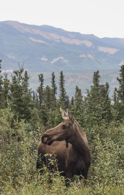 Alce entre las frondas del PN Denali.