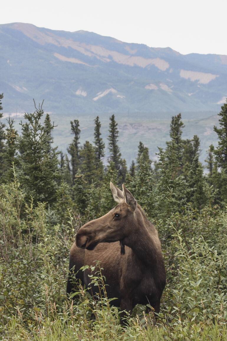 Alce entre las frondas del PN Denali.