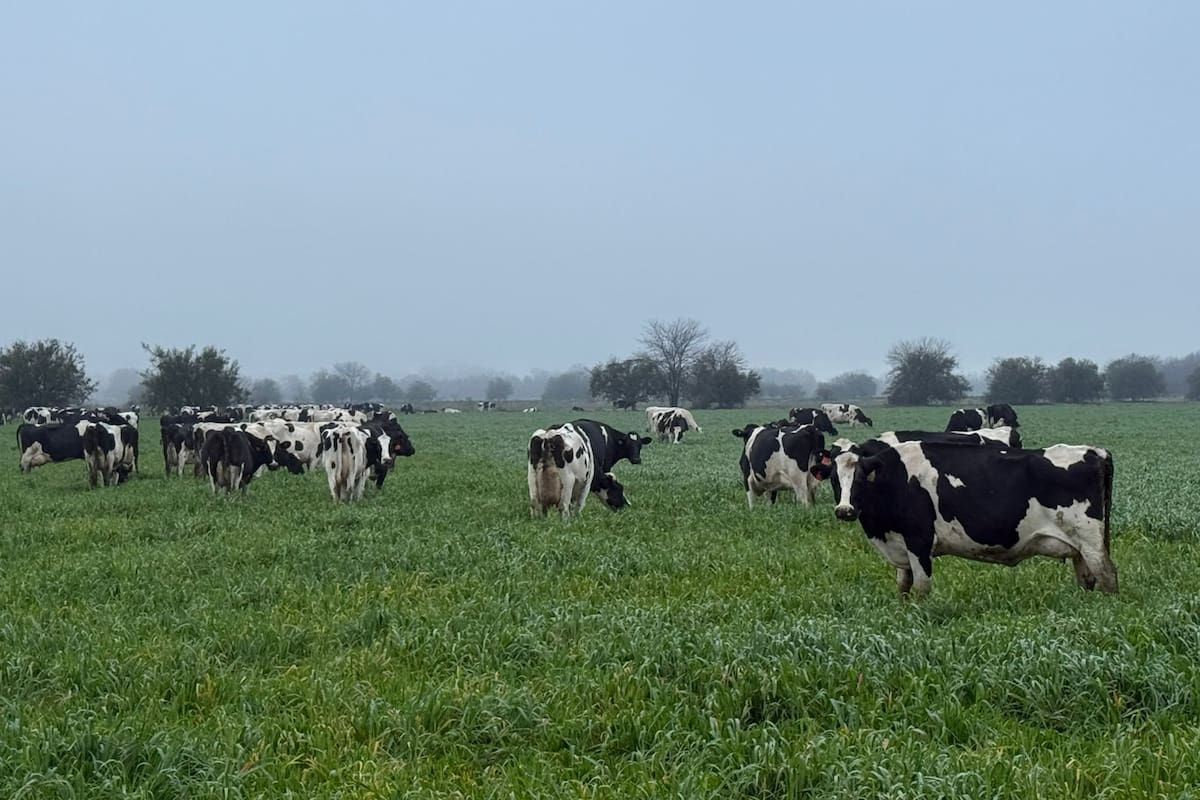 Alconada se refirió a las medidas adoptadas por el Gobierno para eliminar restricciones: “No hay más Precios Cuidados. Ya no está la presión de que ‘o se pone leche para el programa o se cierran las exportaciones’. Eso no existe más”