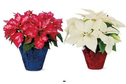 Aldi ofrece una importante variedad de colores de la planta. (Aldi)