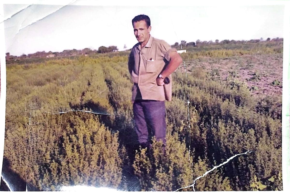 Aldo Donnantuoni en una imagen que tiene 50 años, en una de sus plantaciones de orégano