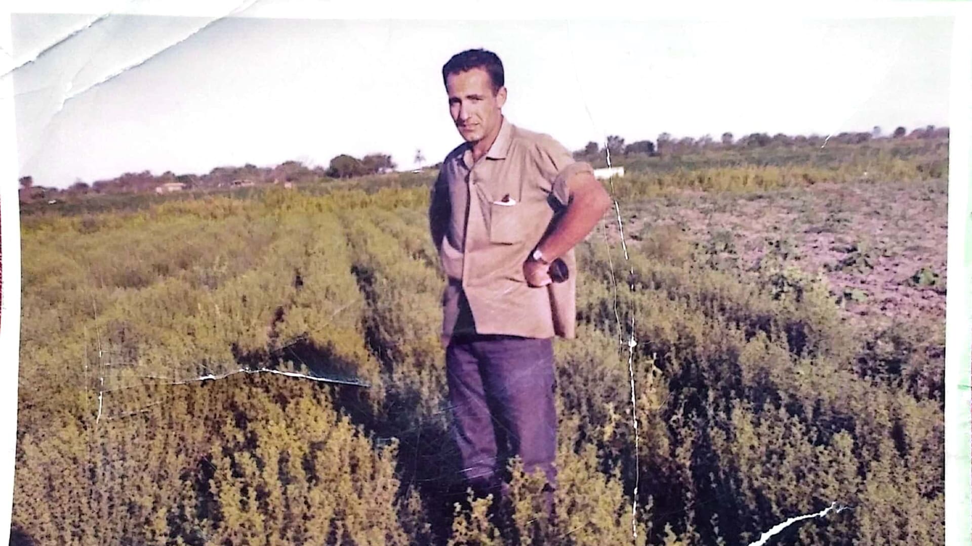 Aldo Donnantuoni en una imagen que tiene 50 años, en una de sus plantaciones de orégano