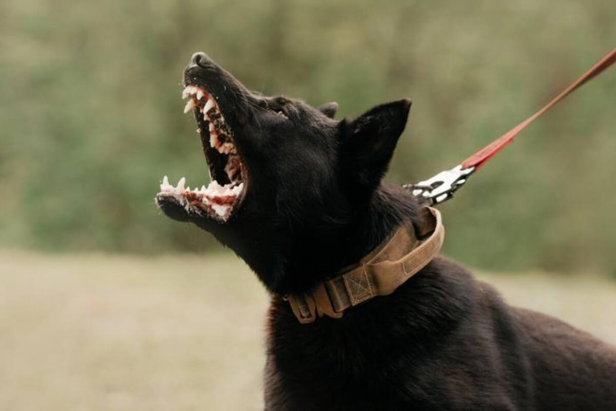 Alegría, miedo, ira o hambre son algunas de las razones por la que los perros ladran