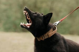 Alegría, miedo, ira o hambre son algunas de las razones por la que los perros ladran