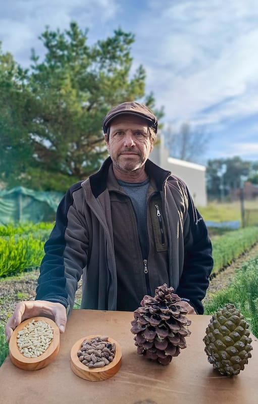 Alejandro Camporini muestra las etapas: de la piña al piñón