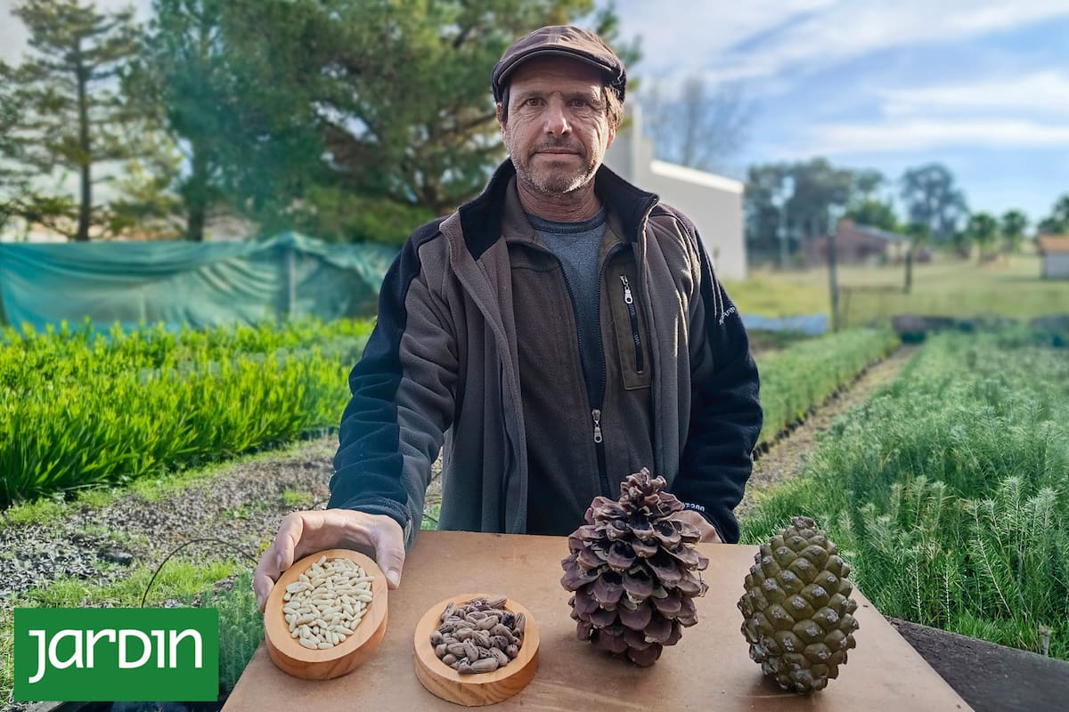 Alejandro Camporini muestra las etapas: de la piña al piñón