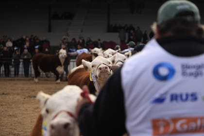 Alejandro de La Tour D’Auvergne, presidente de la Asociación Argentina Criadores de Hereford, destacó con entusiasmo el nivel general de los ejemplares presentados en esta edición de la muestra. “Estamos viviendo un Palermo excepcional para la raza Hereford"