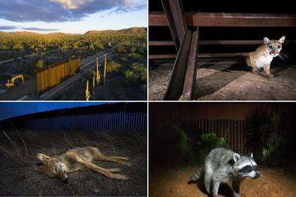 Alejandro Prieto se dedica a fotografiar animales afectados por el muro construido en la frontera de Estados Unidos con México