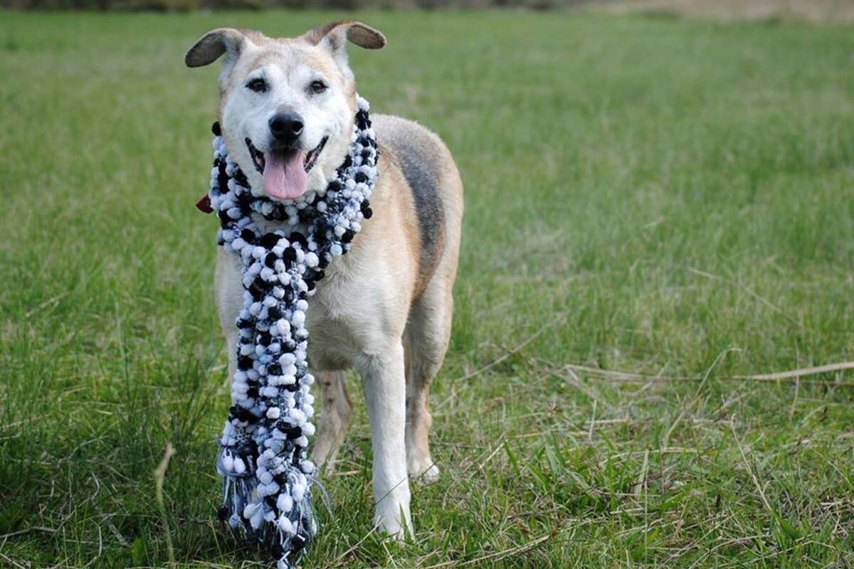 Alelí, de 10 años, es fácil de pasear porque ya no tira de la correa